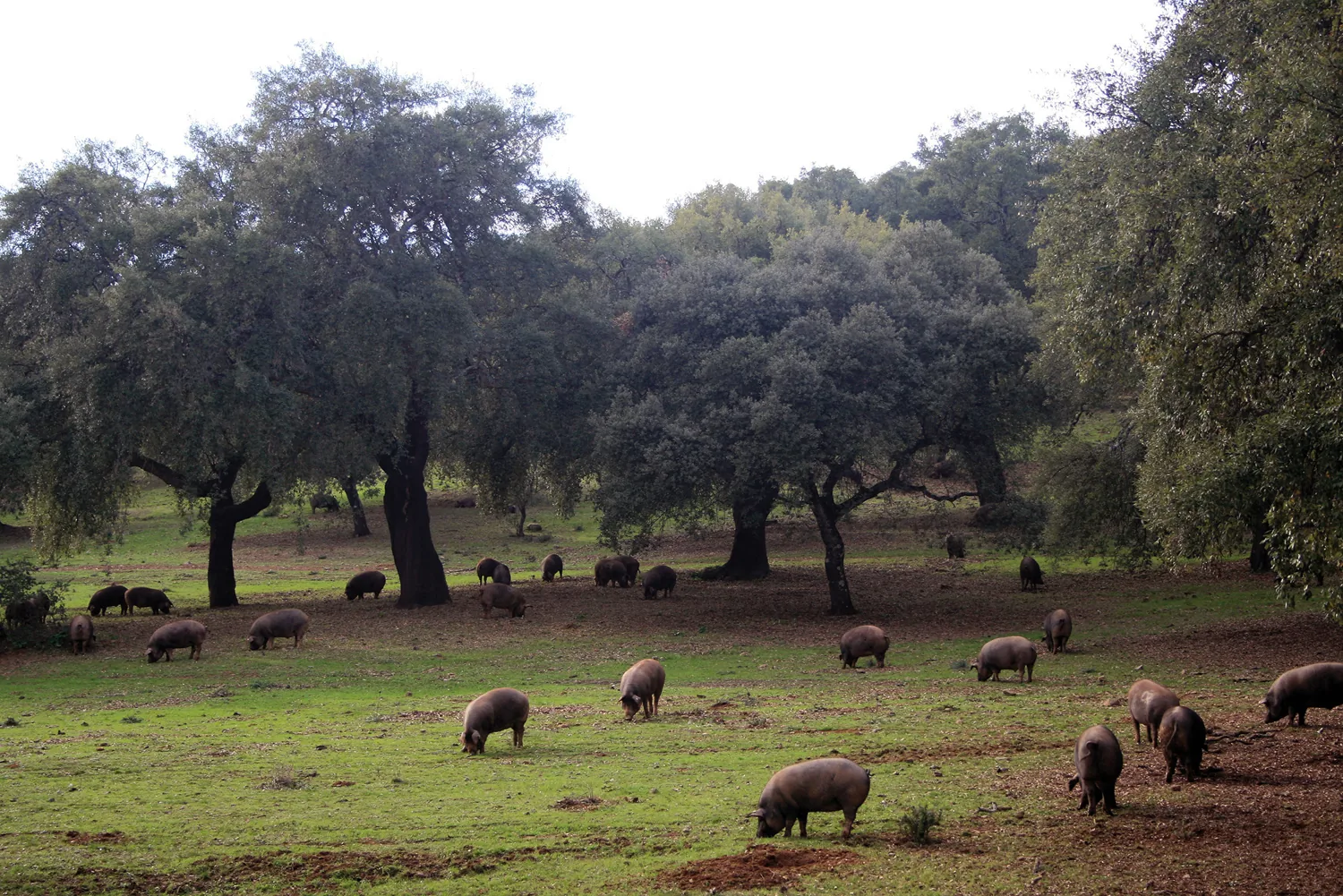 Cerdos ibéricos en la dehesa